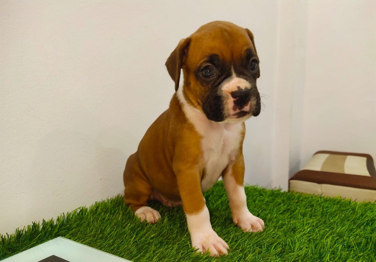 Order Female Boxer Puppy from Jaipur